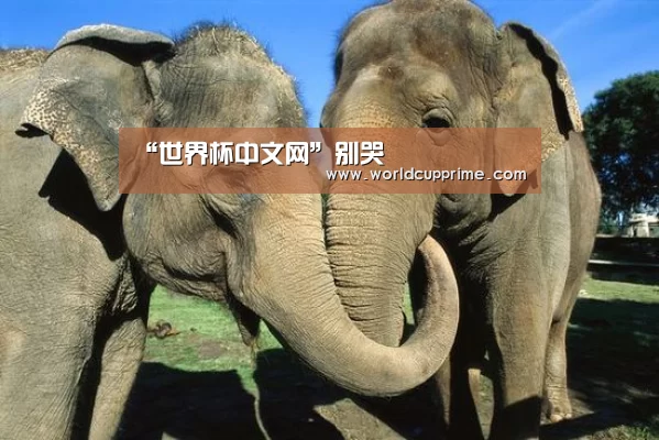 “世界杯中文网”别哭(图2) 官方动态